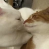 PETS! 6