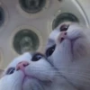 PETS! 9