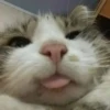 animalstickroom 5