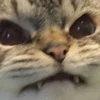 PETS! 10