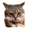 adk_cats_pack 8