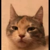 animalstickroom 6
