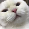 PETS! 11