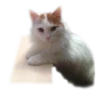 adk_cats_pack 9