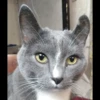 animalstickroom 7
