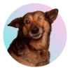 adoptapack 6