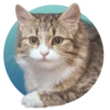 adoptapack 7