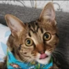 animalstickroom 8
