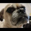 animalstickroom 9