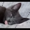 animalstickroom 10
