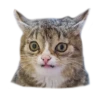 adk_cats_pack 10