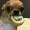 PETS! 16
