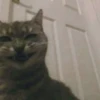 PETS! 17