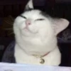PETS! 18