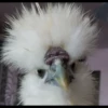 animalstickroom 11
