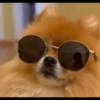 animalstickroom 12