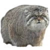 adk_cats_pack 12