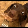 animalstickroom 13