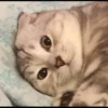 animalstickroom 14