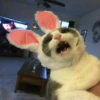 PETS! 19