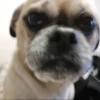 animalstickroom 15