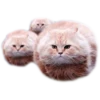 adk_cats_pack 14