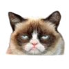 adk_cats_pack 16