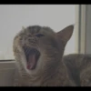 animalstickroom 16