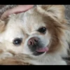 animalstickroom 17