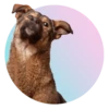 adoptapack 10