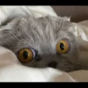 animalstickroom 18