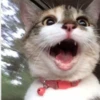 PETS! 24