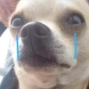 PETS! 25