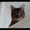 animalstickroom 20