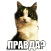 adk_cats_pack 18