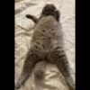 animalstickroom 21