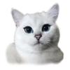 adk_cats_pack 19
