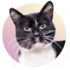 adoptapack 12