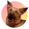 adoptapack 13