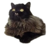 adk_cats_pack 20