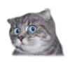 adk_cats_pack 21