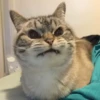 PETS! 27