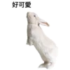 好可愛