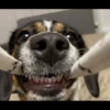 animalstickroom 22