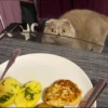 animalstickroom 23