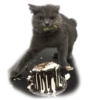 adk_cats_pack 23
