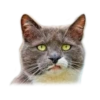 adk_cats_pack 24