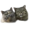 adk_cats_pack 25