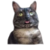adk_cats_pack 27