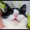 animalstickroom 24